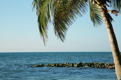 Beautiful palm tree with green leaves near sea
