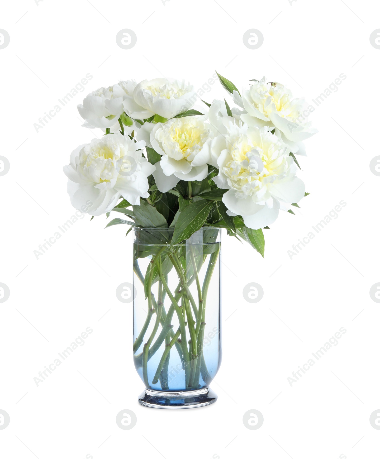 Photo of Beautiful blooming peonies in vase isolated on white