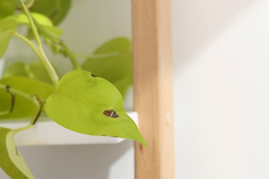 Photo of Potted houseplant with damaged leaves indoors, closeup. Space for text