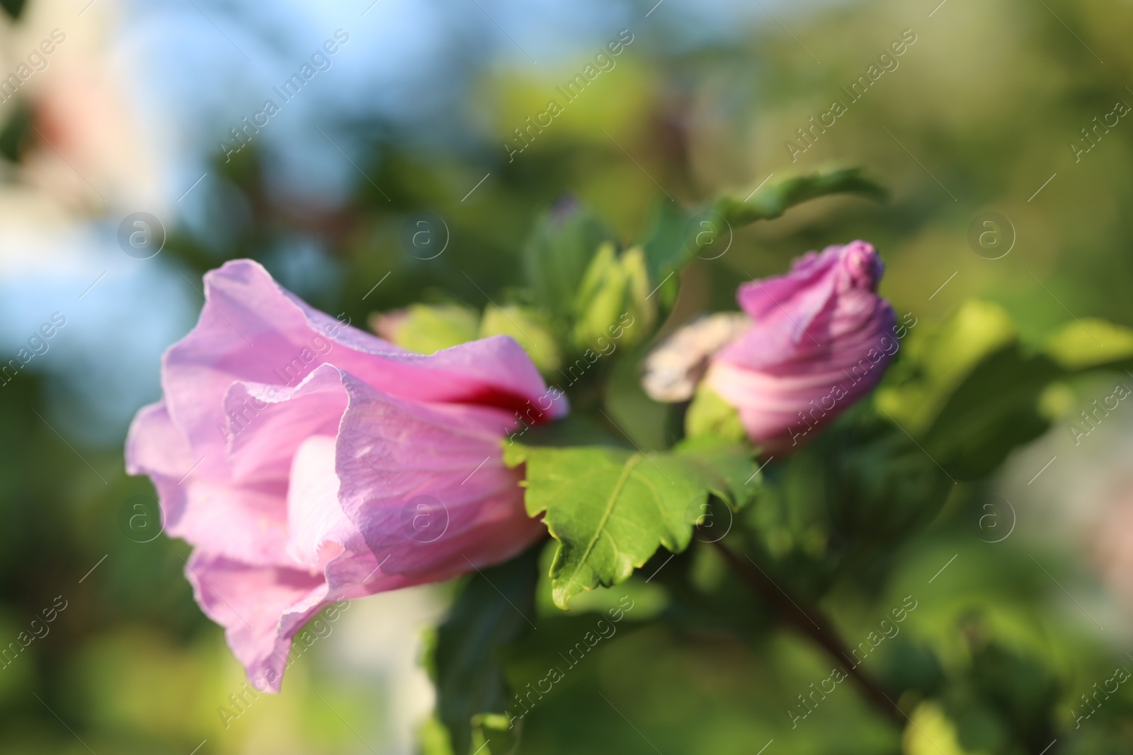 Photo of Beautiful pink hibiscus buds growing outdoors, closeup