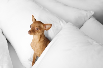 Cute toy terrier on bed. Domestic dog