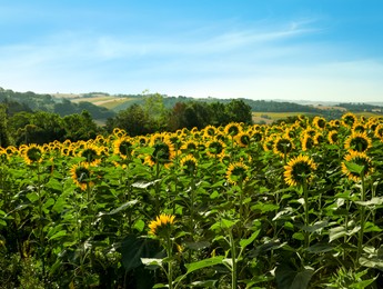 Amazing landscape with blooming sunflower field on sunny day