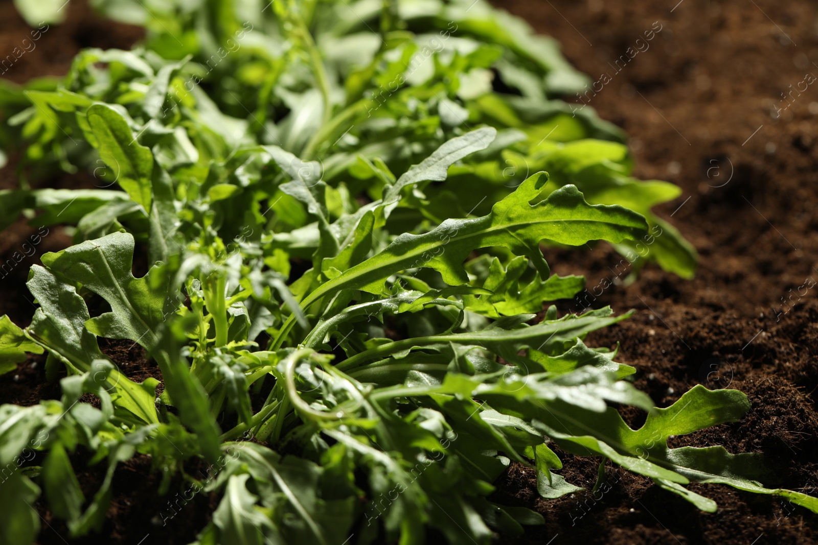 Photo of Young sprouts of arugula plant in soil, closeup