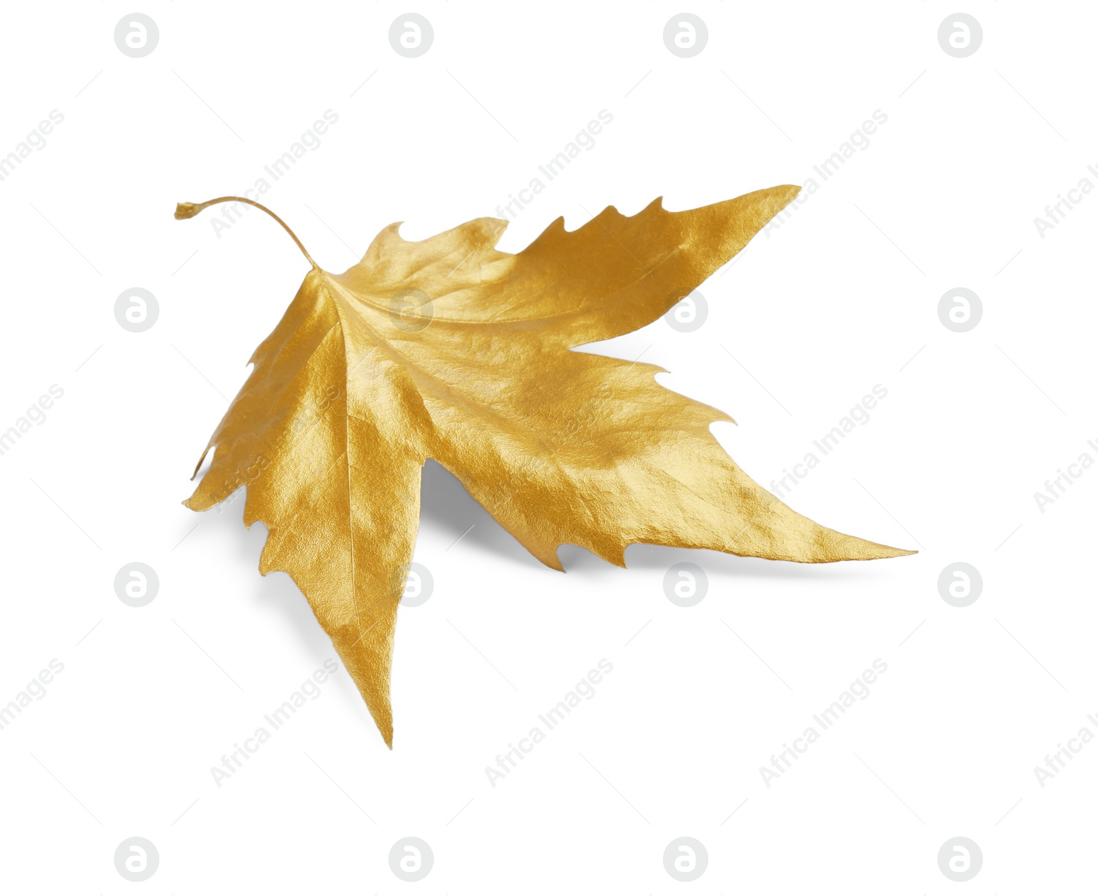 Photo of One golden maple leaf isolated on white. Autumn season