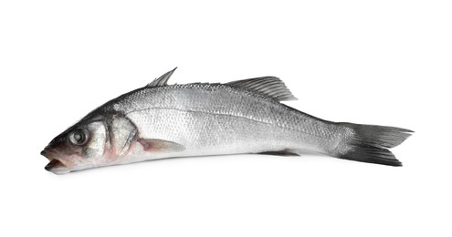 Fresh sea bass fish isolated on white