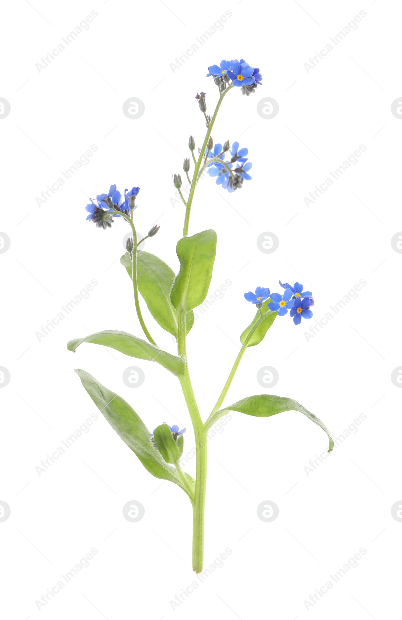 Photo of Beautiful blue Forget-me-not flowers isolated on white