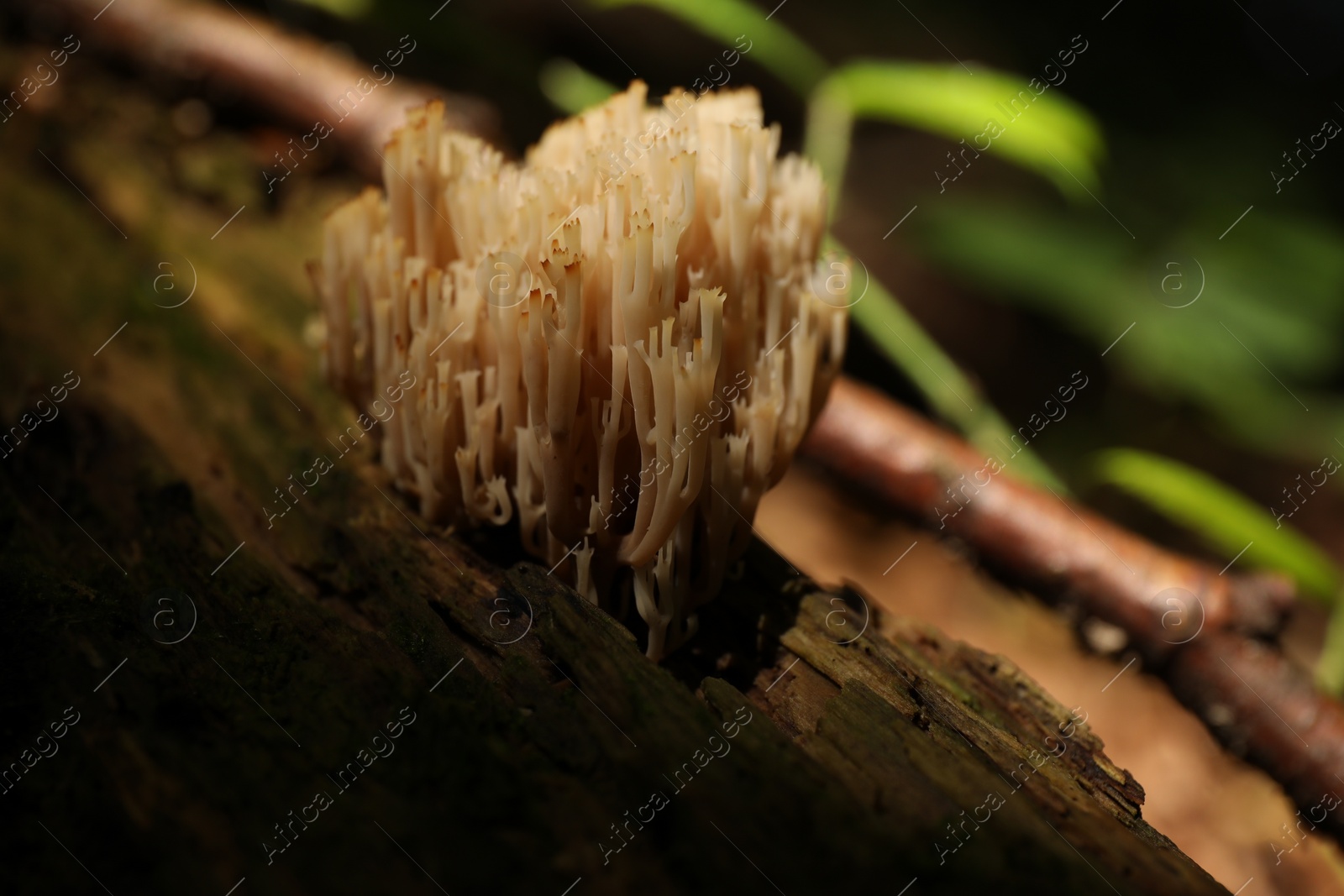 Photo of Mushrooms growing on tree trunk in forest, closeup