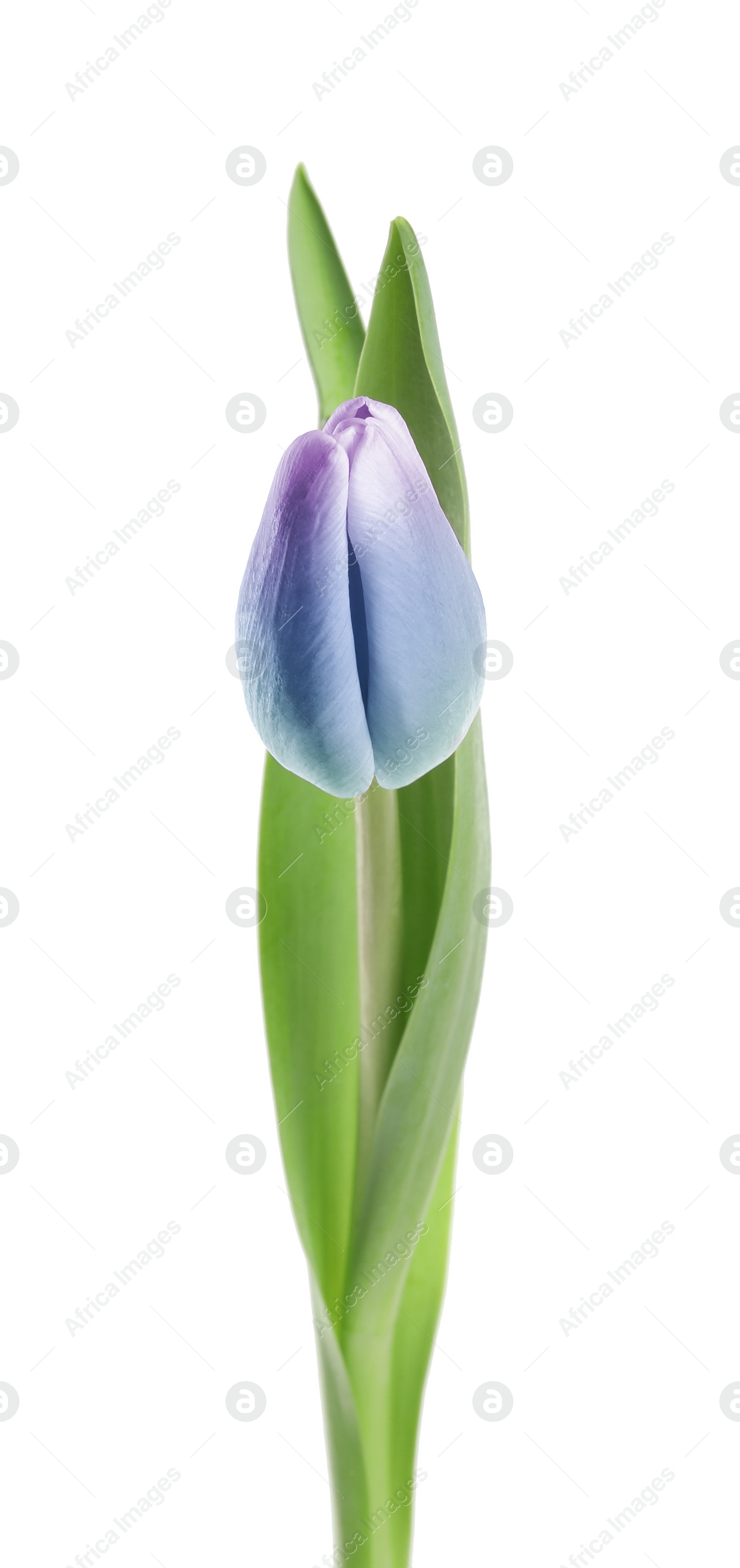 Image of Beautiful blue purple tulip isolated on white. Bright flower