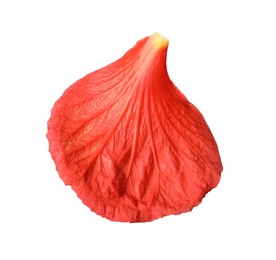 Beautiful red hibiscus petal isolated on white