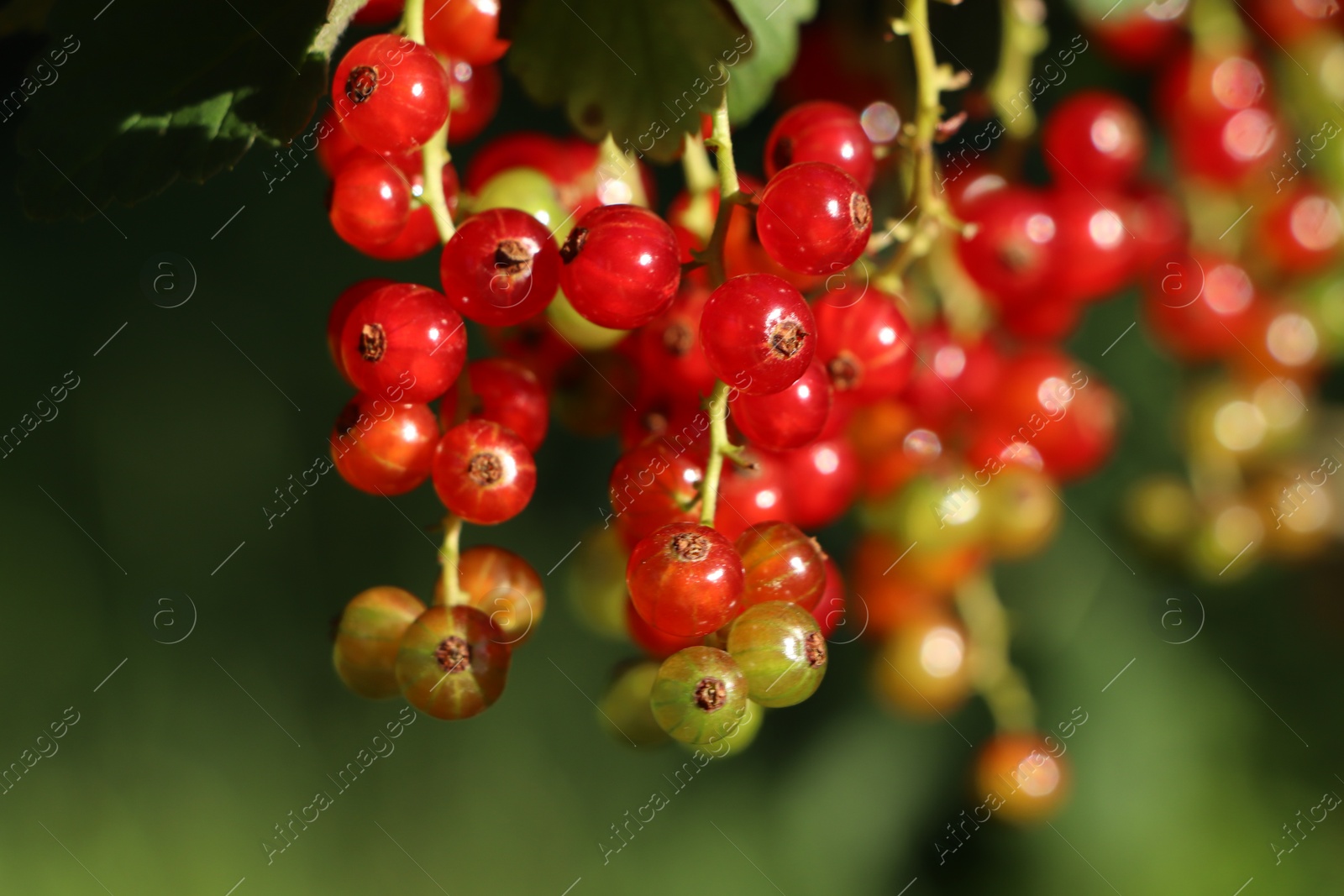 Photo of Closeup view of red currant bush with ripening berries outdoors on sunny day