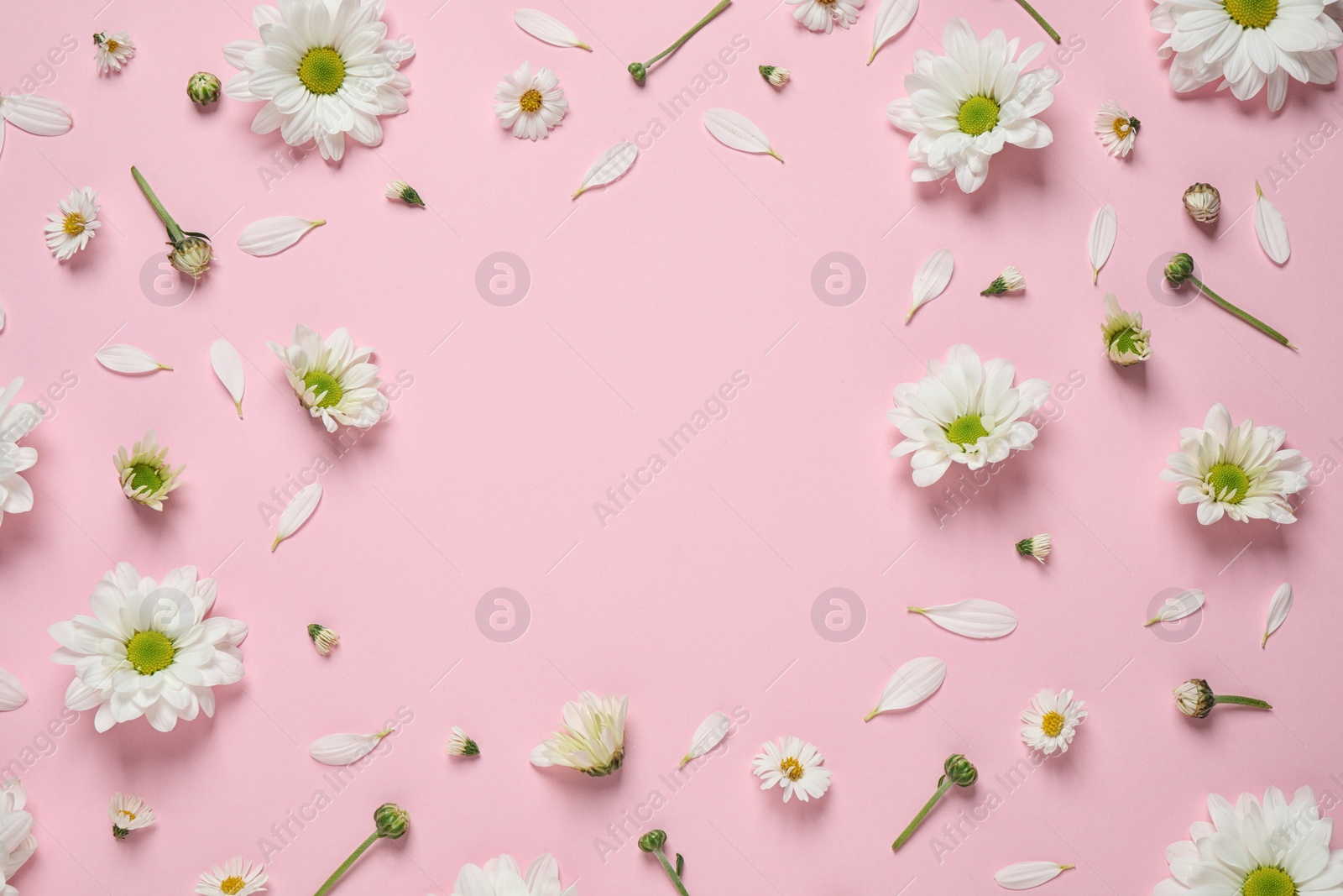 Photo of Flat lay composition with beautiful white chamomile flowers on pink background. Space for text