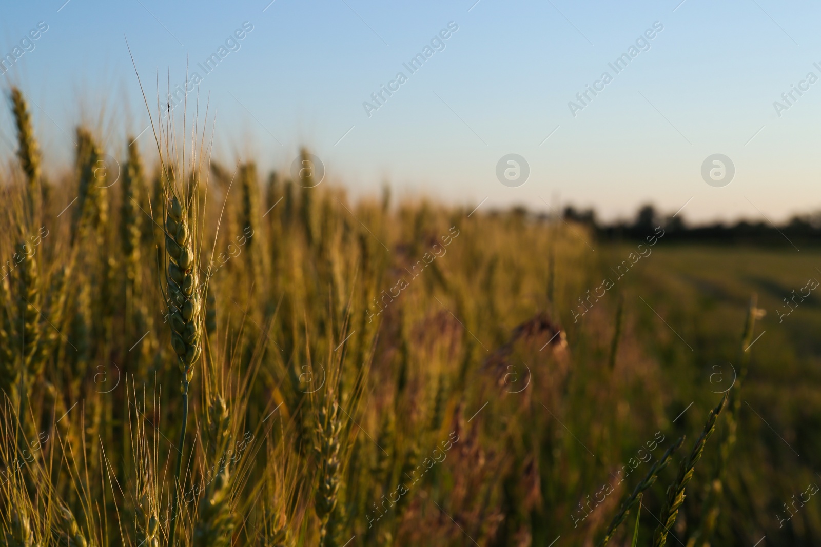 Photo of Beautiful agricultural field with ripening wheat, closeup