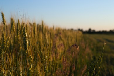 Beautiful agricultural field with ripening wheat, closeup