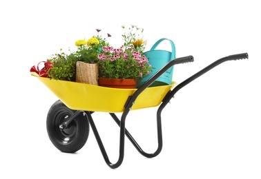 Wheelbarrow with flowers and gardening tools isolated on white