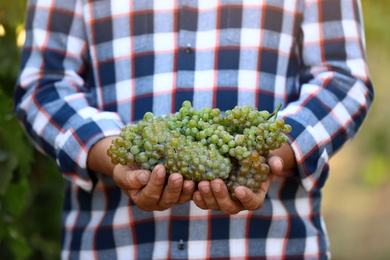 Man holding bunches of fresh ripe juicy grapes outdoors, closeup