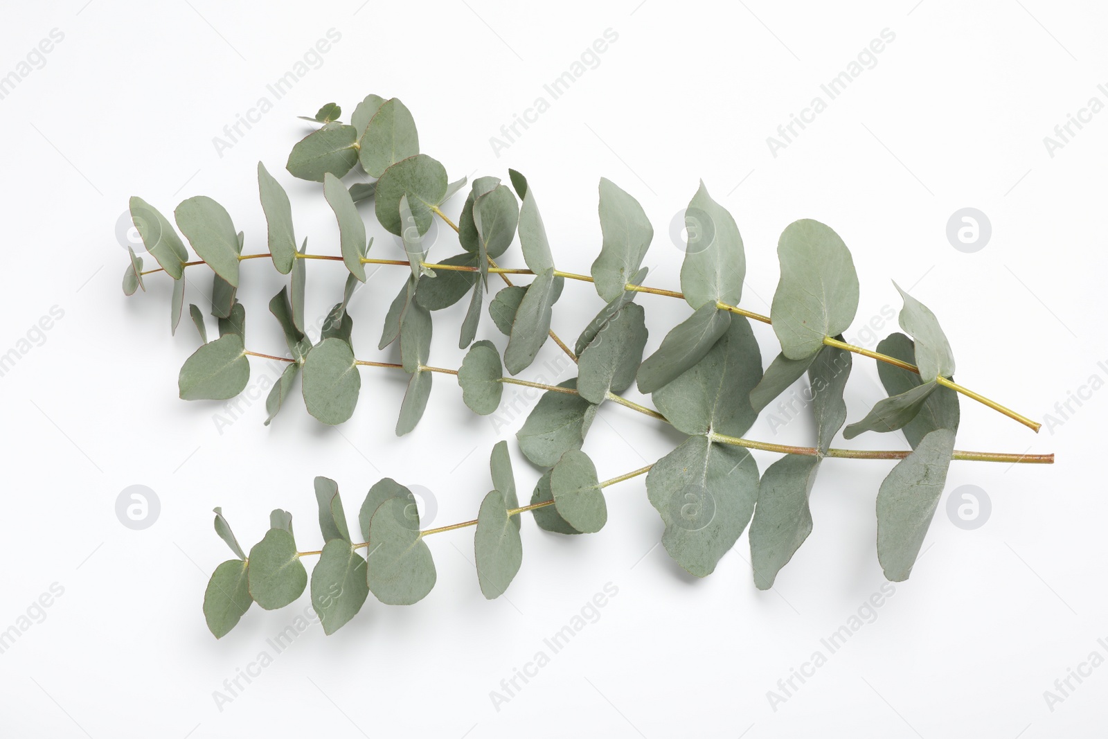 Photo of Eucalyptus branches with fresh leaves on white background, top view