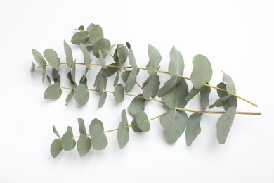 Photo of Eucalyptus branches with fresh leaves on white background, top view