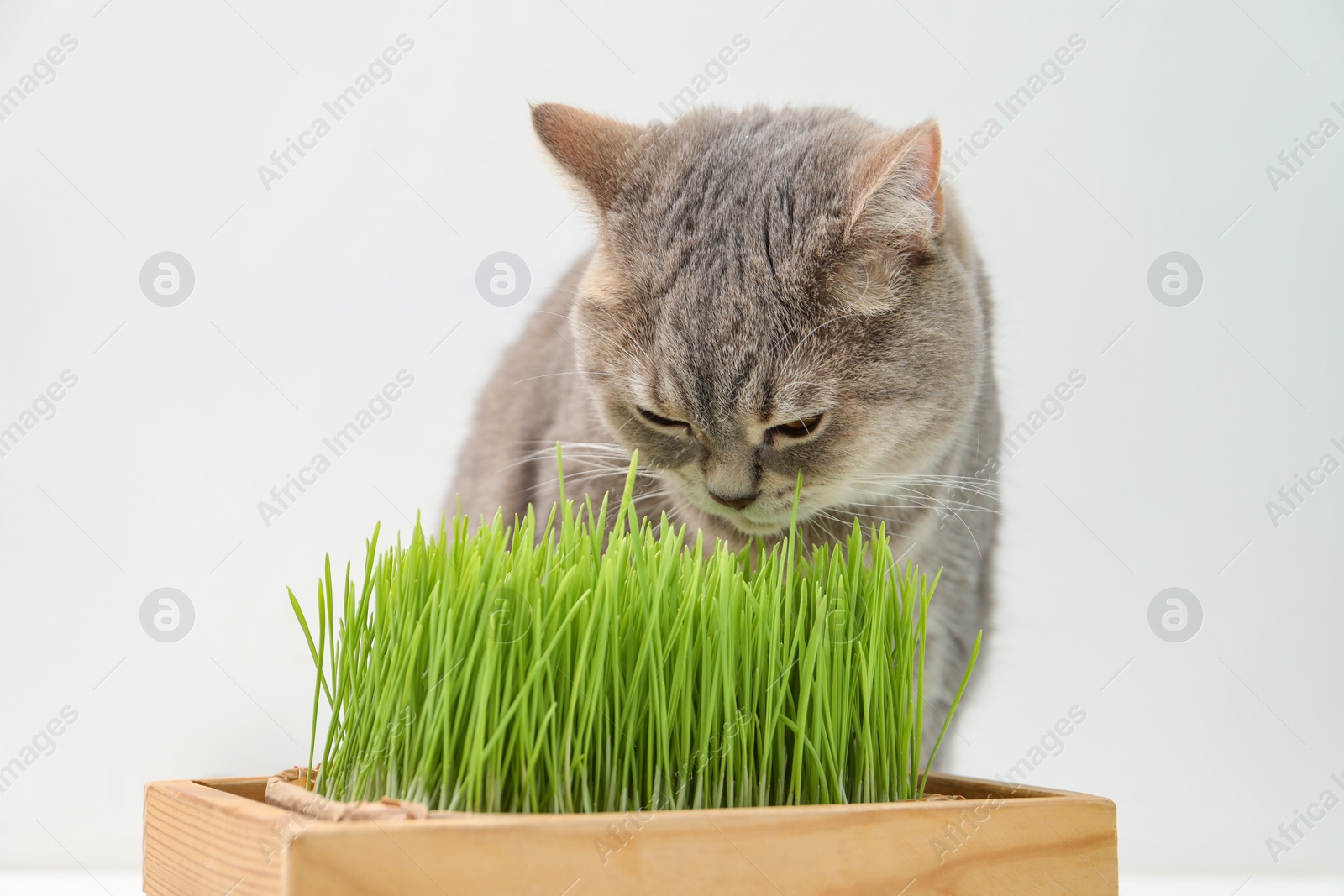 Photo of Cute cat near potted green grass on white background