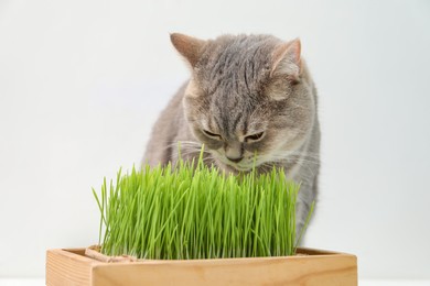 Photo of Cute cat near potted green grass on white background