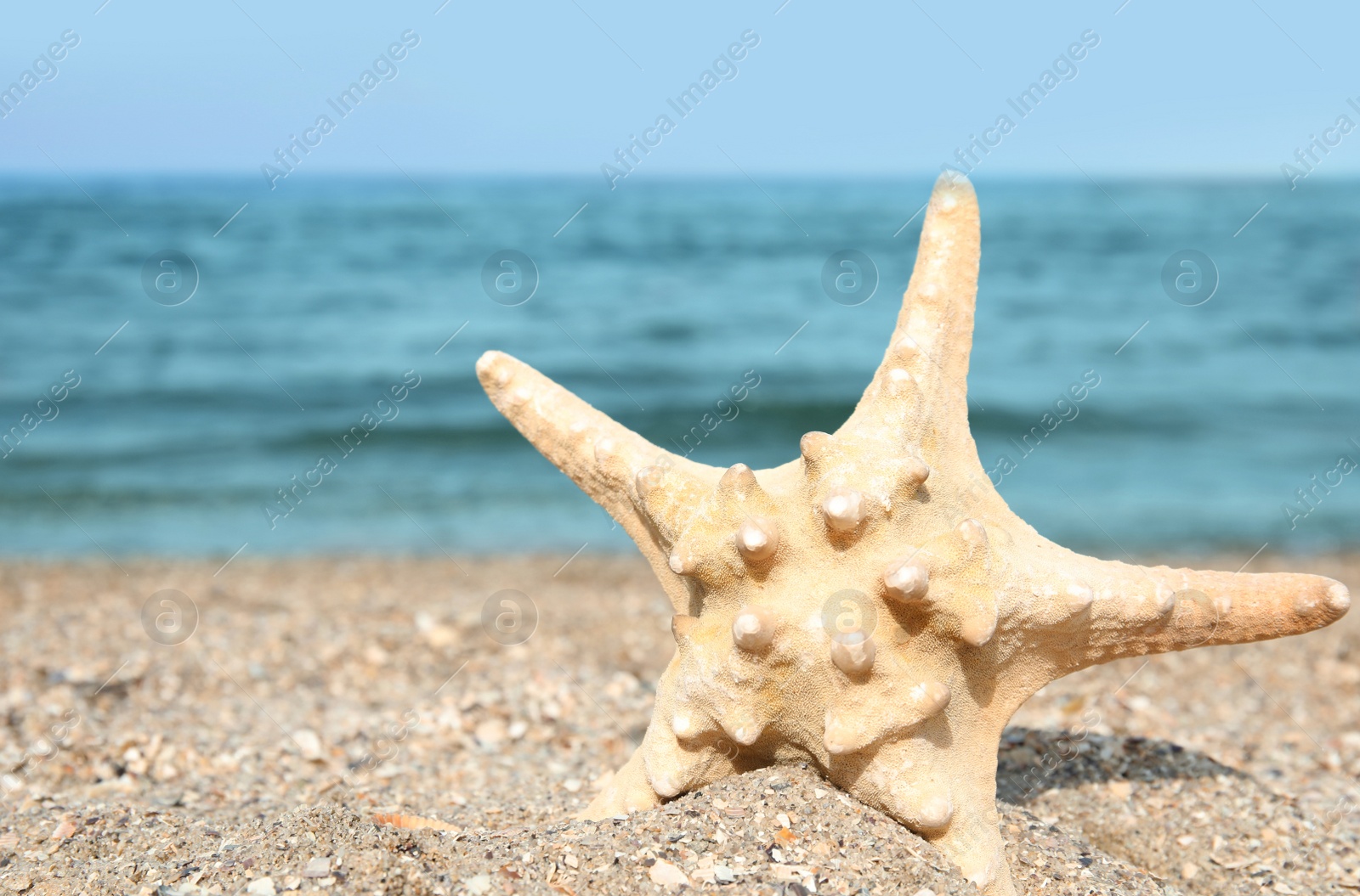 Photo of Beautiful starfish on sand near sea. Beach object