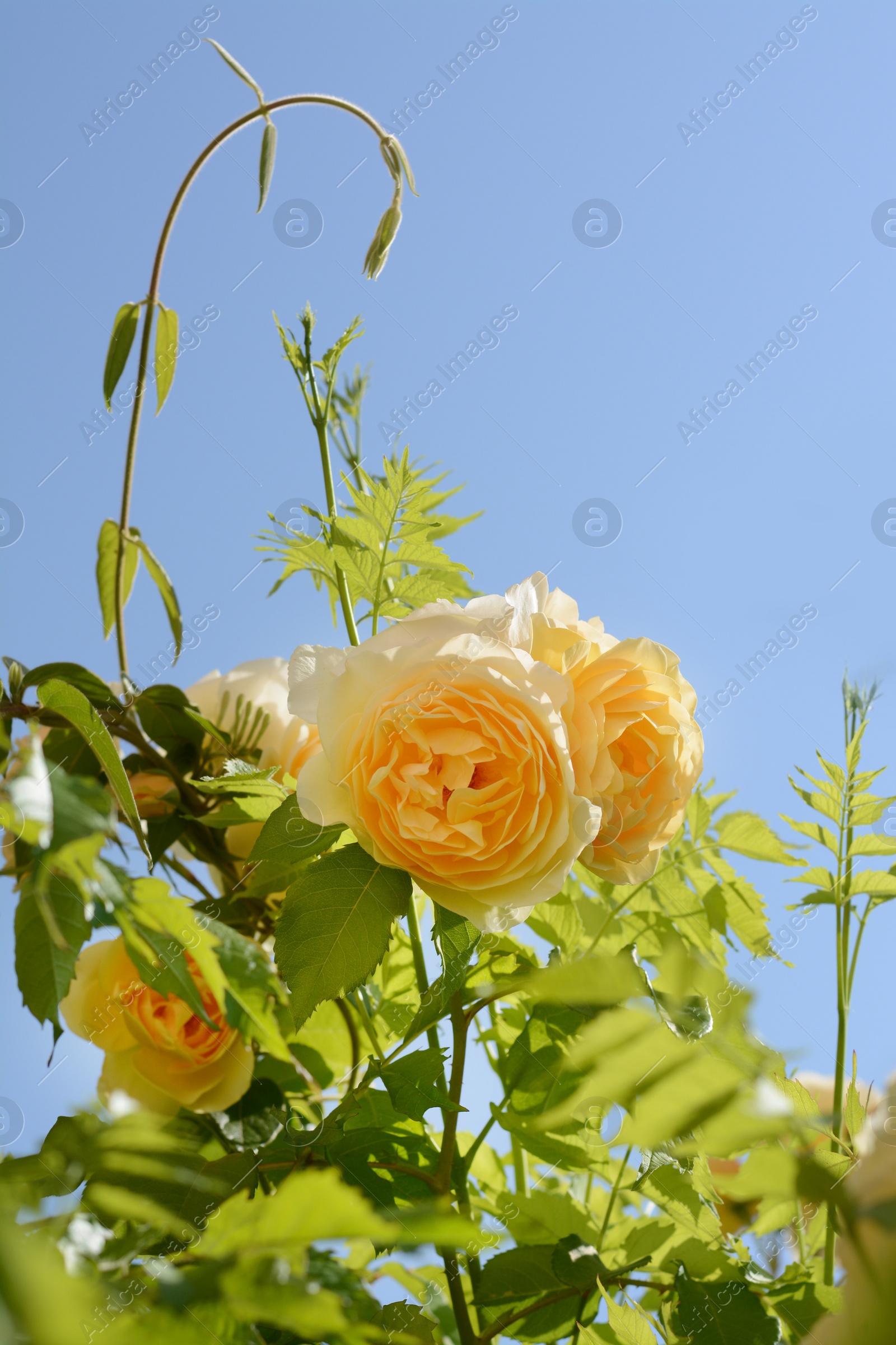 Photo of Beautiful yellow rose flowers blooming against blue sky