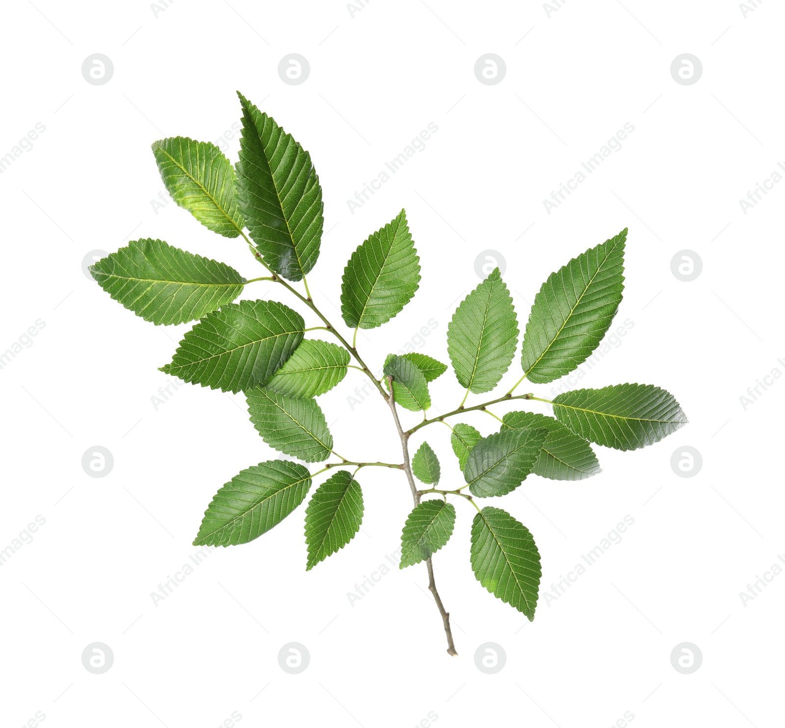Photo of Branch of elm tree with young fresh green leaves isolated on white. Spring season