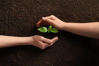 People protecting young seedling on soil, top view