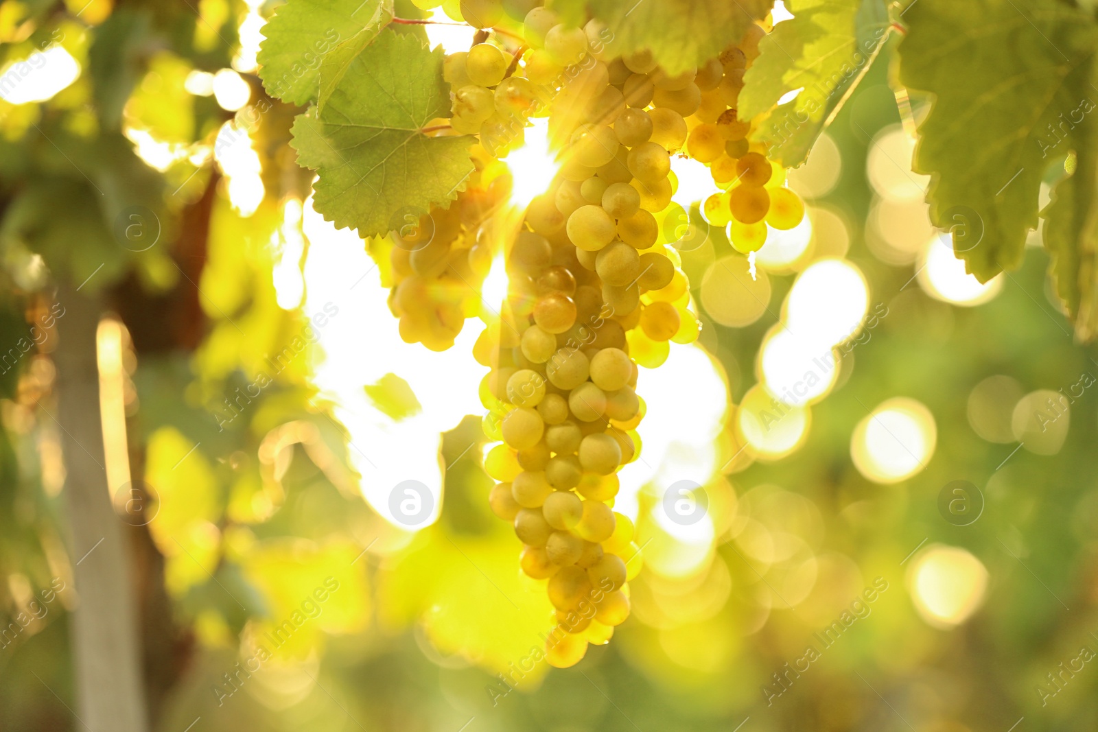 Photo of Bunch of fresh ripe juicy grapes against blurred background