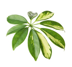 Photo of Leaf of tropical schefflera plant on white background