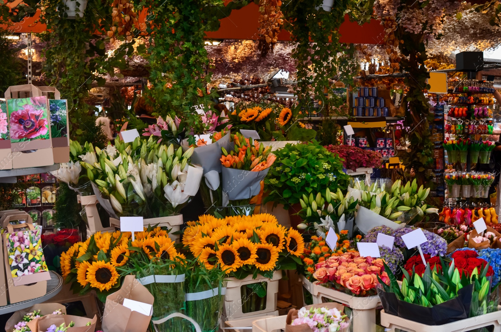 Photo of Many different colorful flowers in florist shop