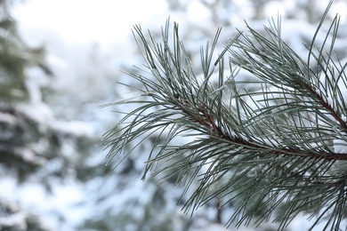Photo of Frosty pine branch on blurred background, closeup. Winter snowy forest