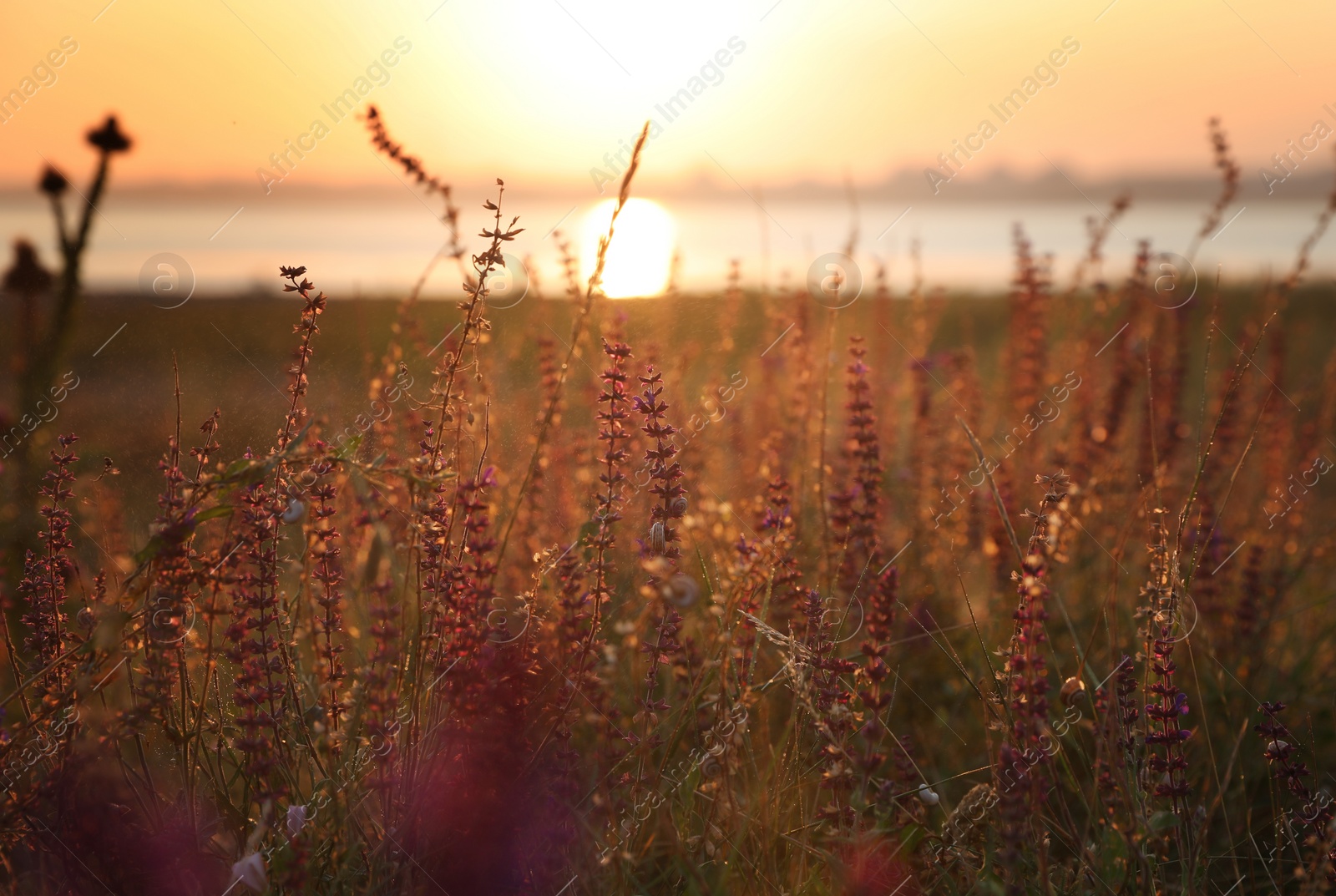 Photo of Beautiful wild flowers in field at sunrise. Early morning landscape