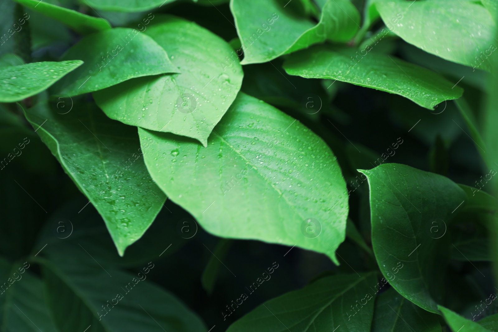 Photo of Beautiful green tropical leaves with drops of dew in botanical garden, closeup