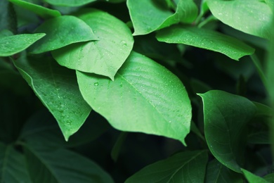 Beautiful green tropical leaves with drops of dew in botanical garden, closeup