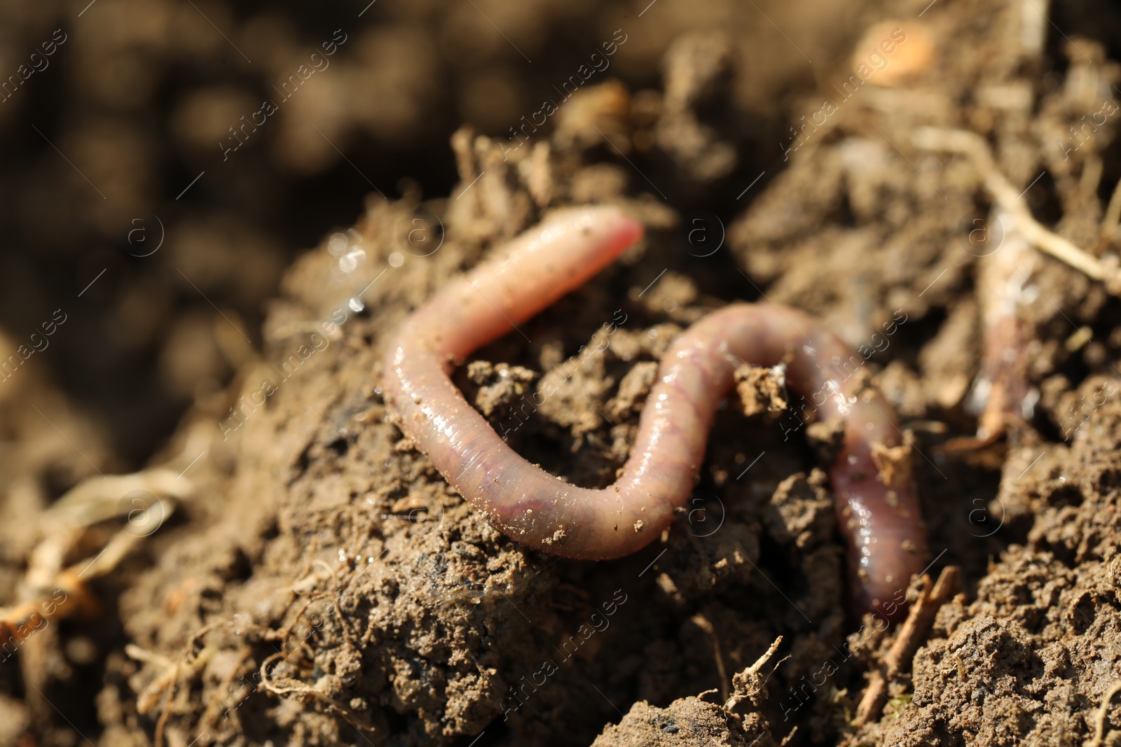 Photo of One worm crawling in wet soil on sunny day, closeup