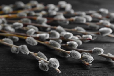 Photo of Beautiful pussy willow branches on black wooden background, closeup
