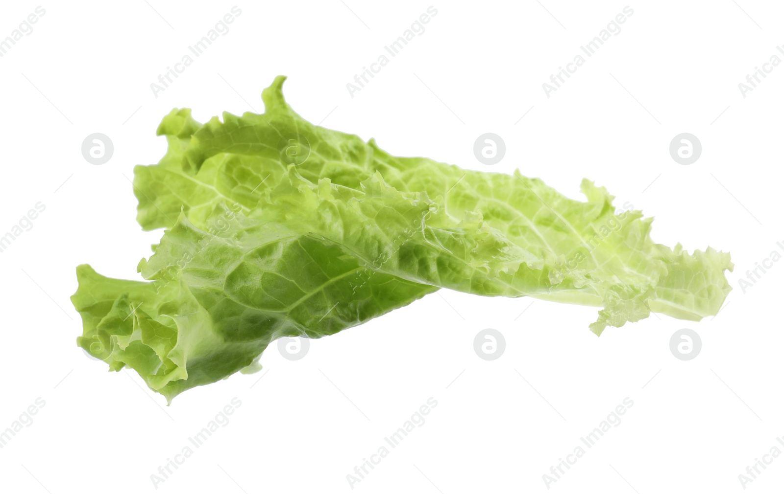 Photo of Leaf of fresh lettuce on white background. Salad greens