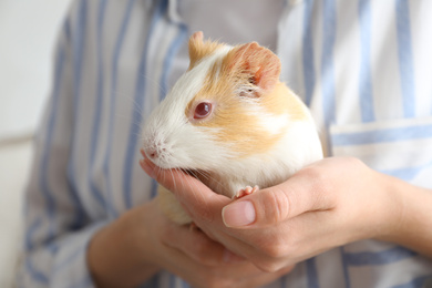 Photo of Woman holding cute small guinea pig indoors, closeup
