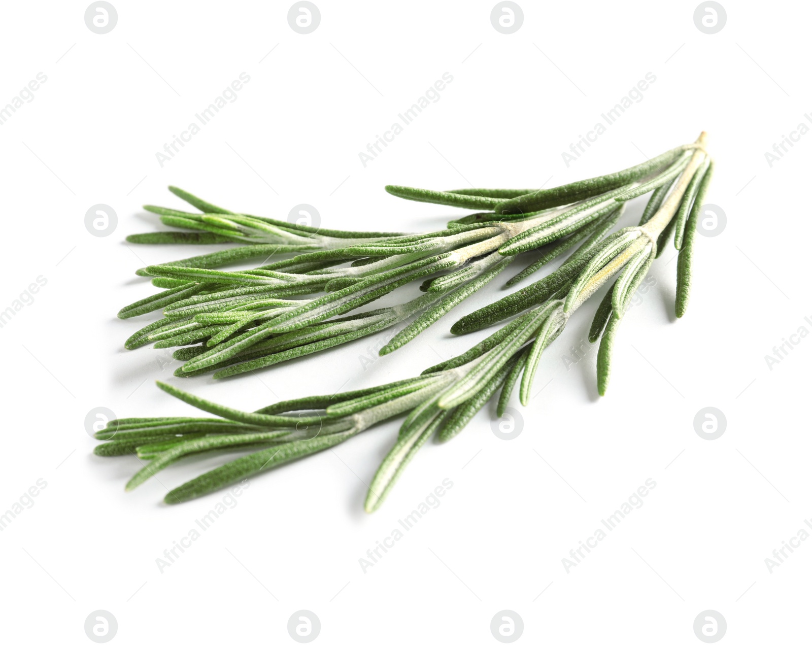 Photo of Fresh rosemary on white background