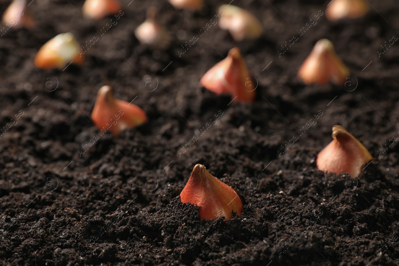 Photo of Many brown tulip bulbs planted in soil