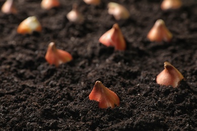 Many brown tulip bulbs planted in soil