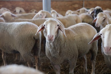 Photo of Many sheep in barn on farm. Cute animals