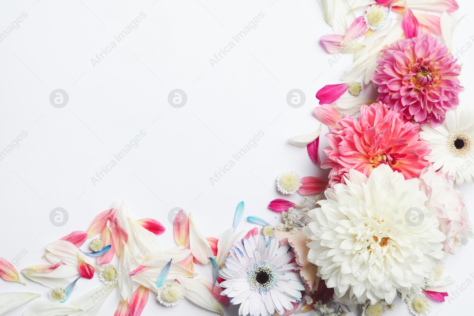 Photo of Beautiful dahlia and gerbera flowers on white background, flat lay. Space for text