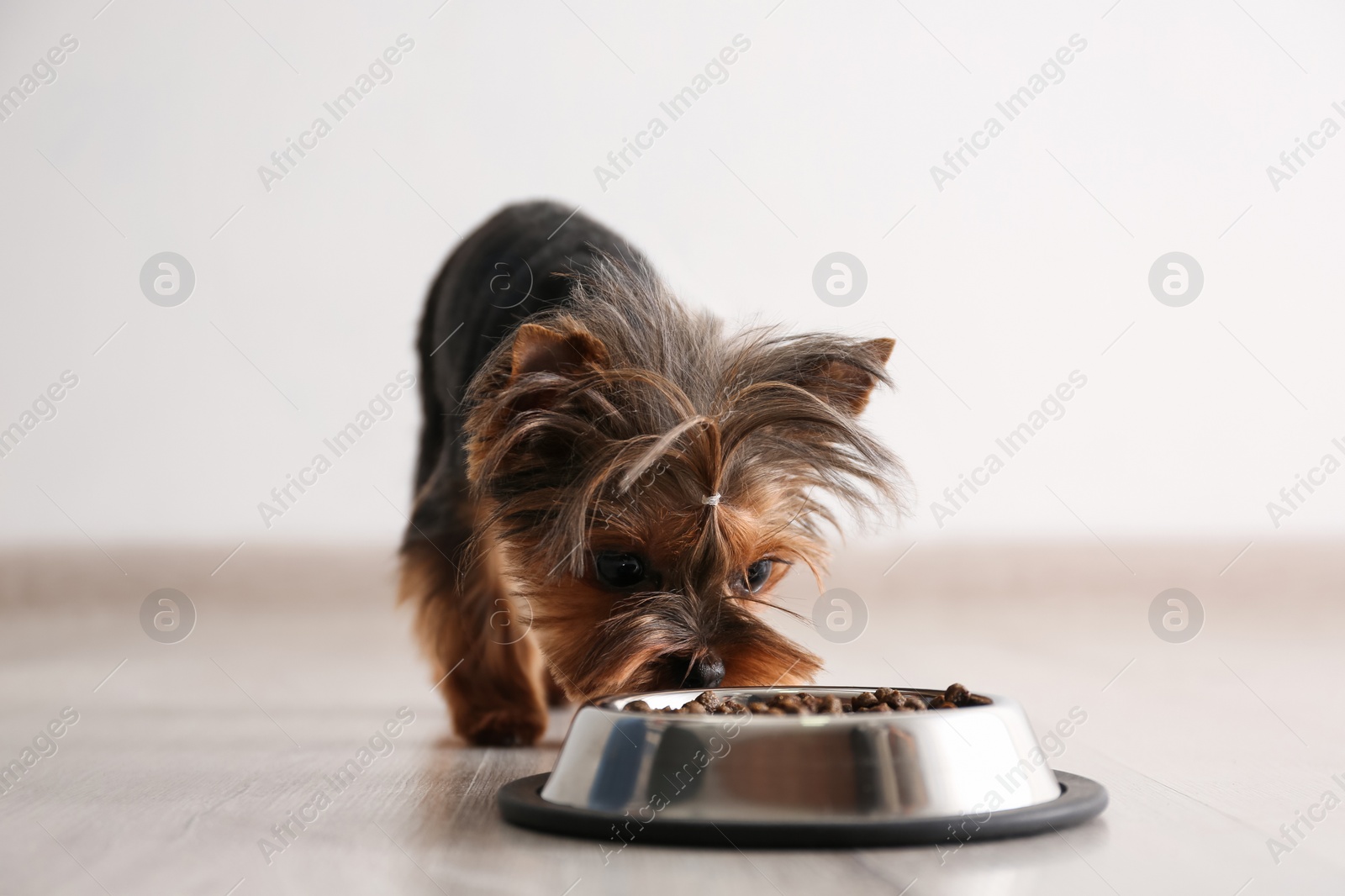 Photo of Cute Yorkshire terrier dog near feeding bowl indoors