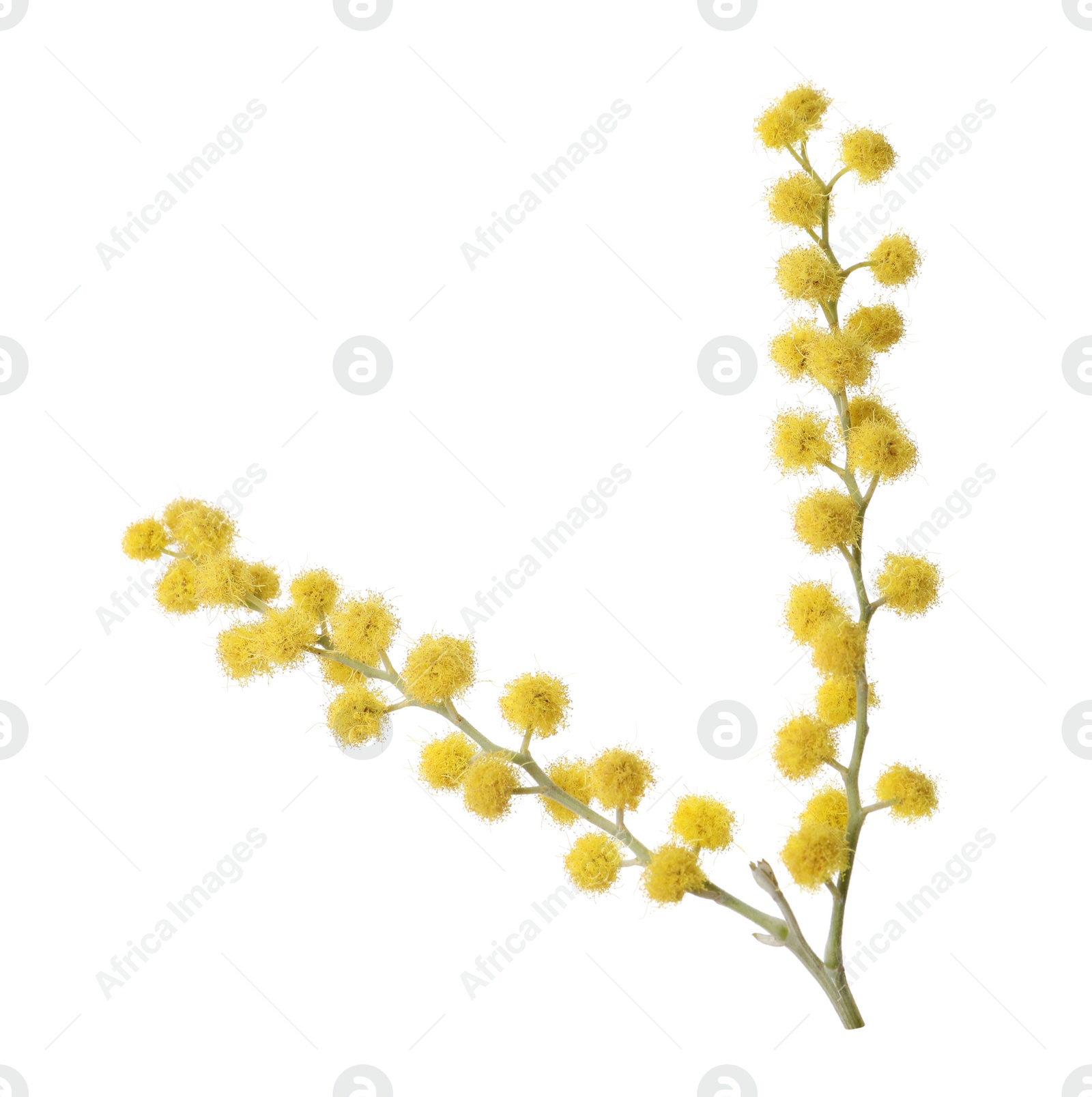 Photo of Beautiful yellow mimosa flowers isolated on white