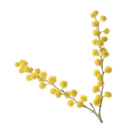 Photo of Beautiful yellow mimosa flowers isolated on white