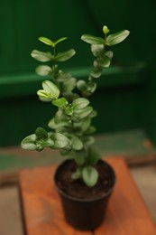 Photo of Potted carissa tree on wooden stand in greenhouse, closeup