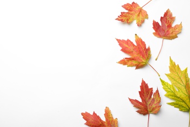 Photo of Colorful autumn leaves on white background, top view