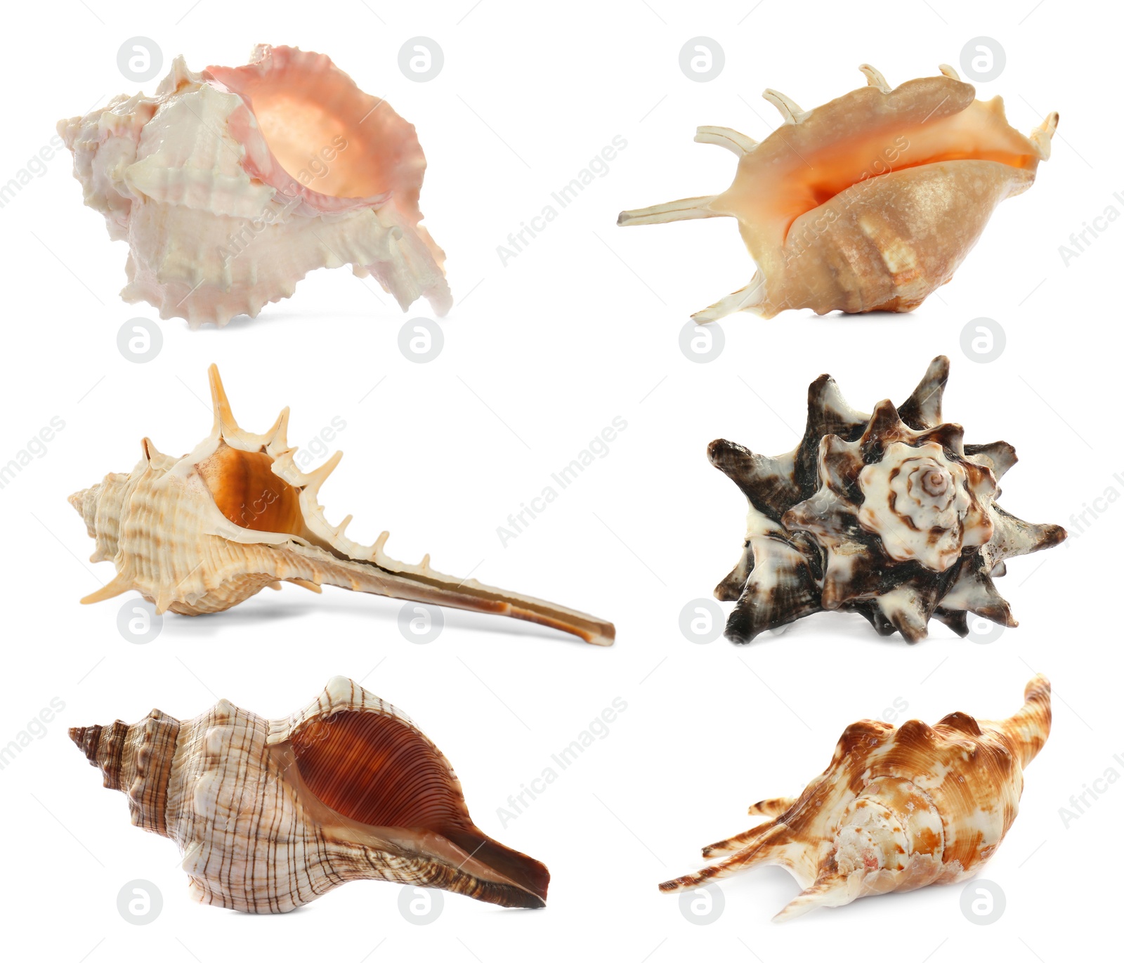 Image of Set of different beautiful sea shells on white background