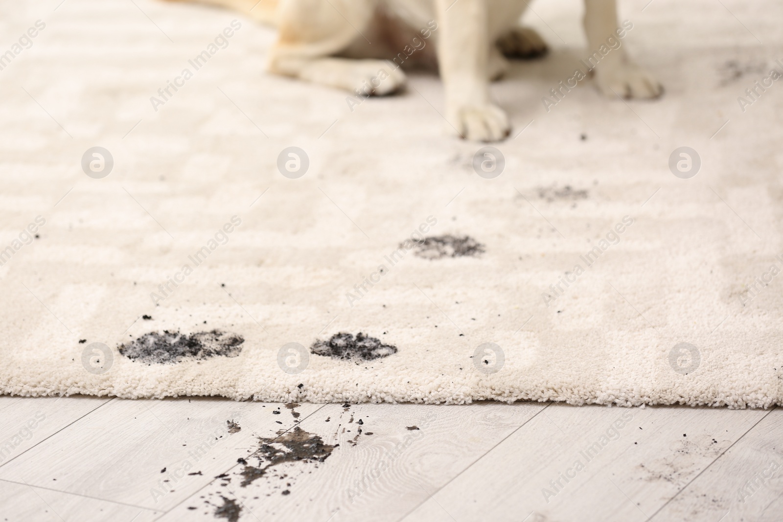 Photo of Cute dog leaving muddy paw prints on carpet